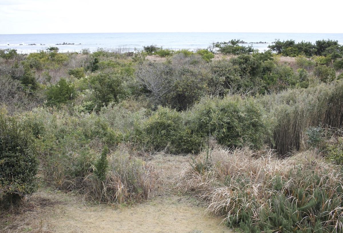 千葉県いすみ市日在の売買物件/庭から海を眺める。ここは国定公園の中