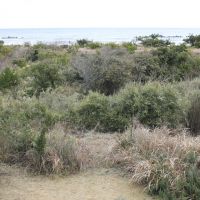 千葉県いすみ市日在の売買物件/庭から海を眺める。ここは国定公園の中