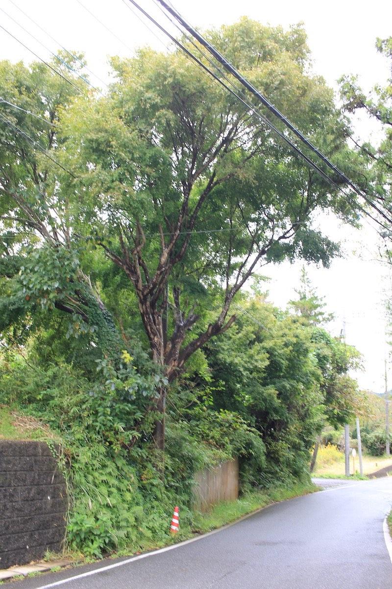 千葉県夷隅郡大多喜町田代の売買物件/敷地東側の道路の様子