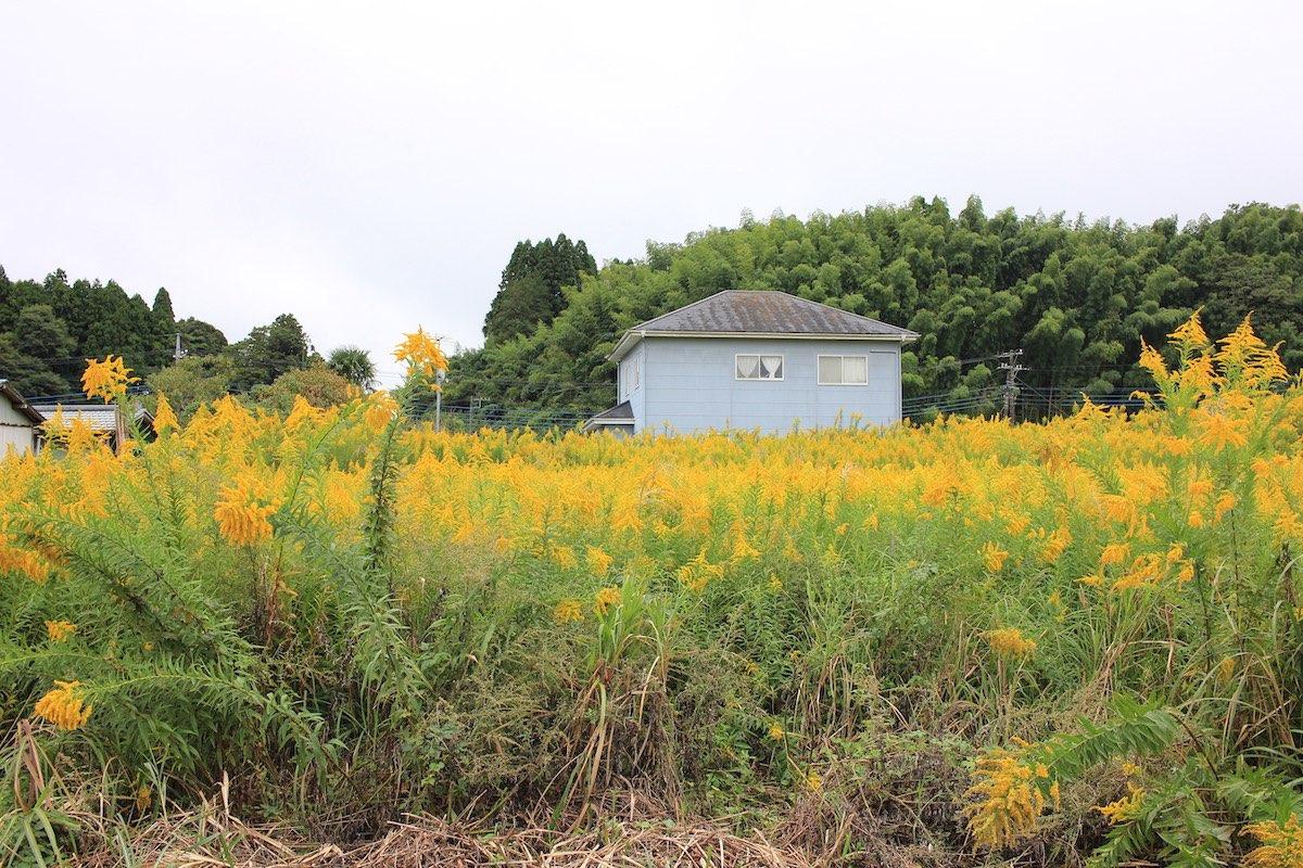 千葉県夷隅郡大多喜町田代の売買物件/季節によって周囲の彩りも変わる