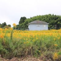 千葉県夷隅郡大多喜町田代の売買物件/季節によって周囲の彩りも変わる