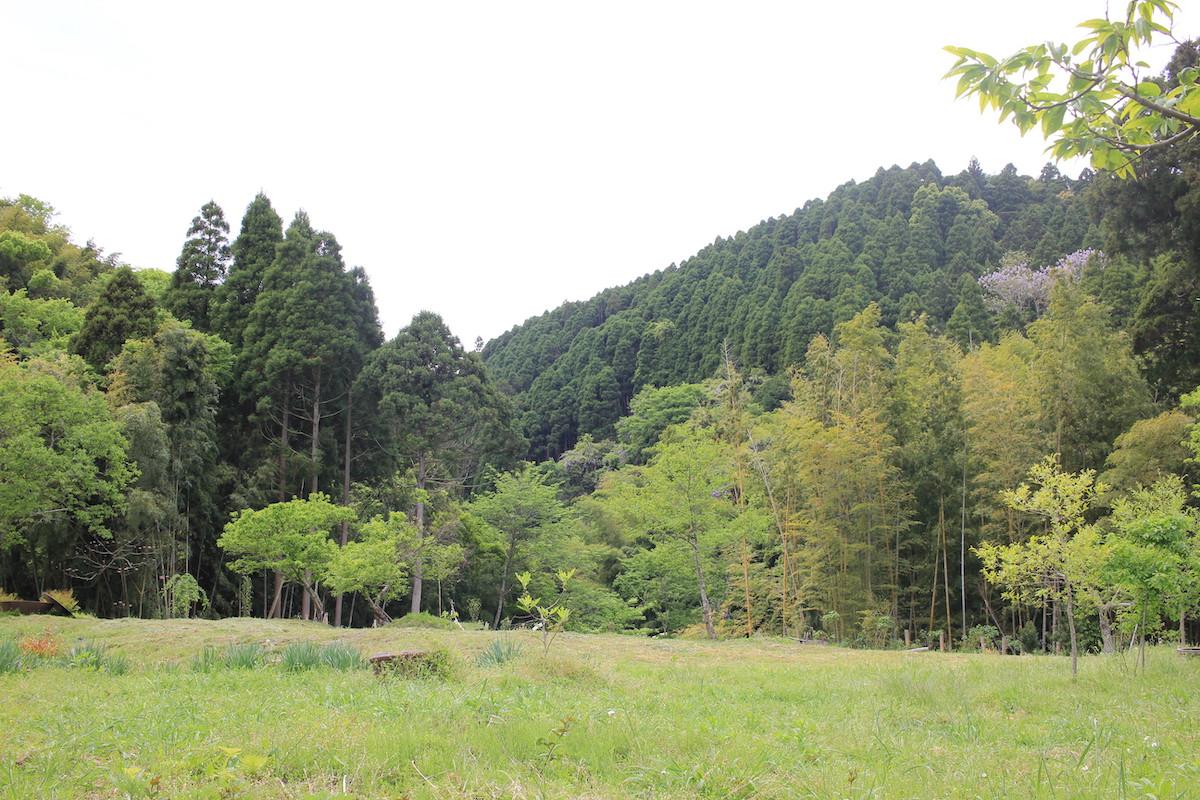 千葉県夷隅郡大多喜町田代の売買物件/母屋から眺める敷地奥側。木々の緑が映える