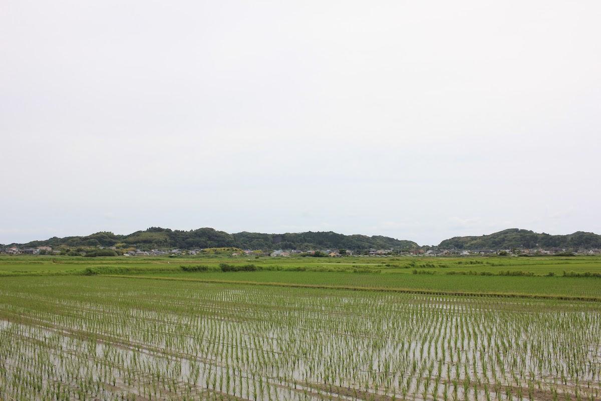 千葉県いすみ市岬町中原の売買物件/物件周辺は田んぼが広がる長閑なエリアです