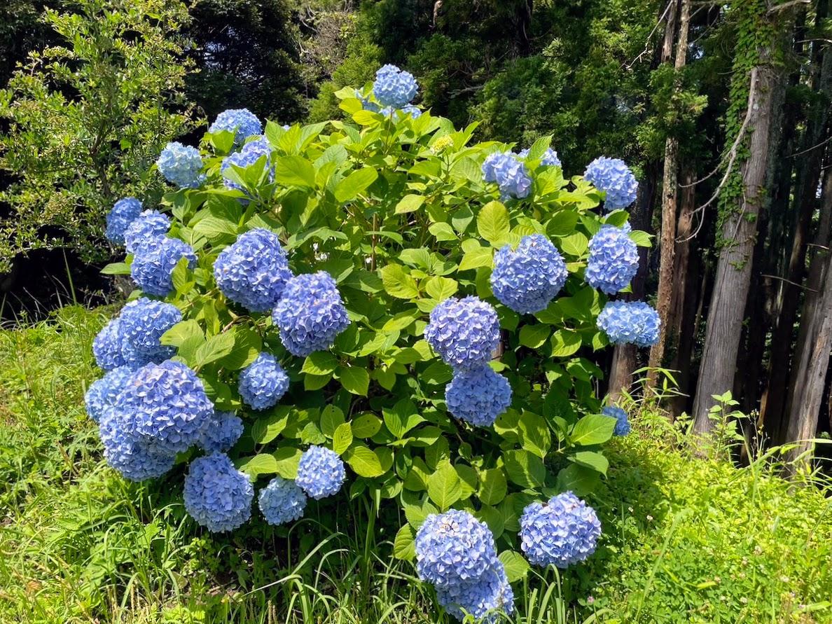 千葉県いすみ市万木の売買物件/公園の紫陽花