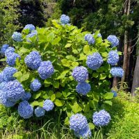 千葉県いすみ市万木の売買物件/公園の紫陽花