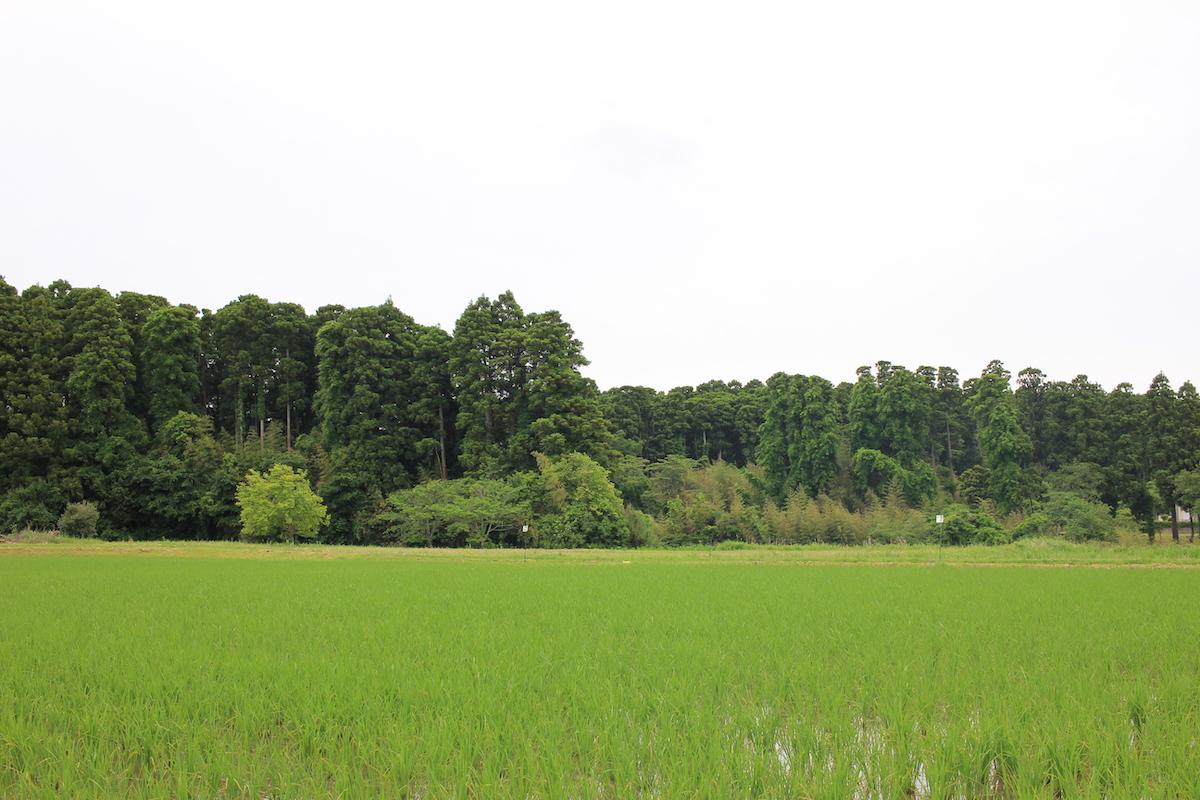 千葉県いすみ市楽町の賃貸物件/物件のまわりに長閑な田園風景が広がります