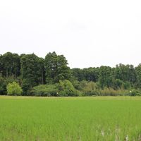 千葉県いすみ市楽町の賃貸物件/物件のまわりに長閑な田園風景が広がります