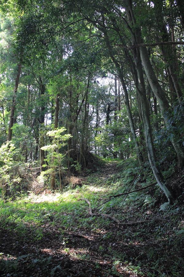 千葉県香取市白井の売買物件/自然のスロープを見上げる。雰囲気ありますね！