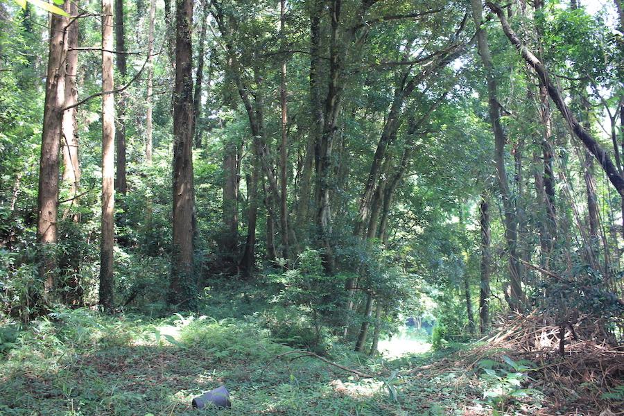 千葉県香取市白井の売買物件/物件の山の上からスロープを見下ろした様子