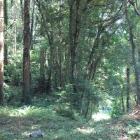 千葉県香取市白井の売買物件/物件の山の上からスロープを見下ろした様子