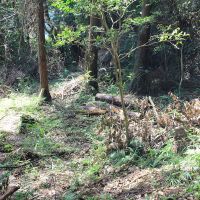 千葉県香取市白井の売買物件/開拓の苦労の跡。切り出した木材もムダなく活用したい