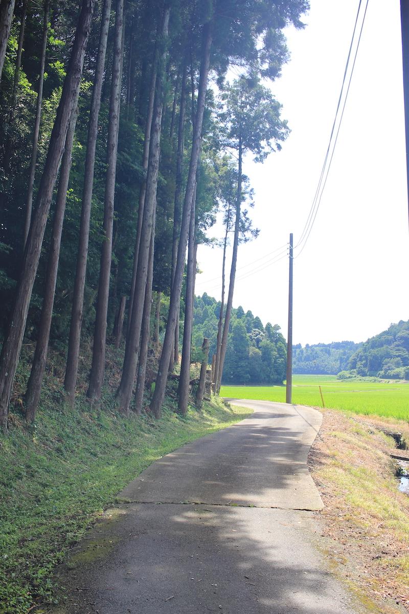 千葉県香取市白井の売買物件/物件へと続く道。左側が物件外周