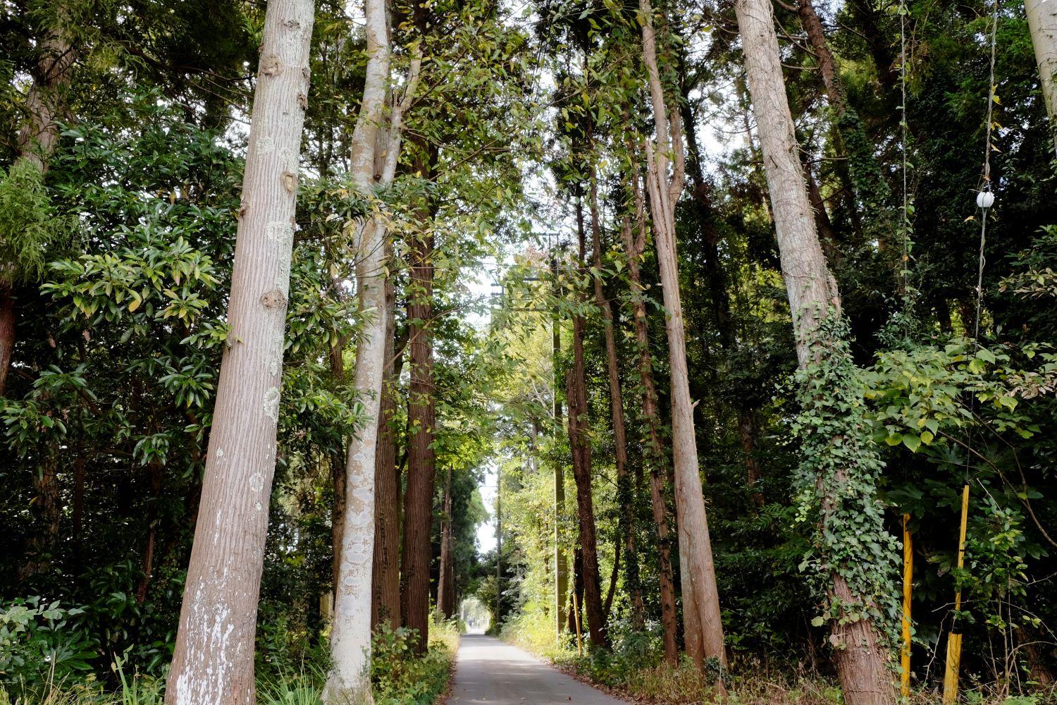 千葉県長生郡長生村本郷の売買物件/すぐ近くの杉の道。この手前を右に曲がると双子ハウスがあります