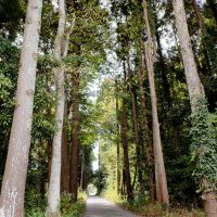 千葉県長生郡長生村本郷の売買物件/すぐ近くの杉の道。この手前を右に曲がると双子ハウスがあります
