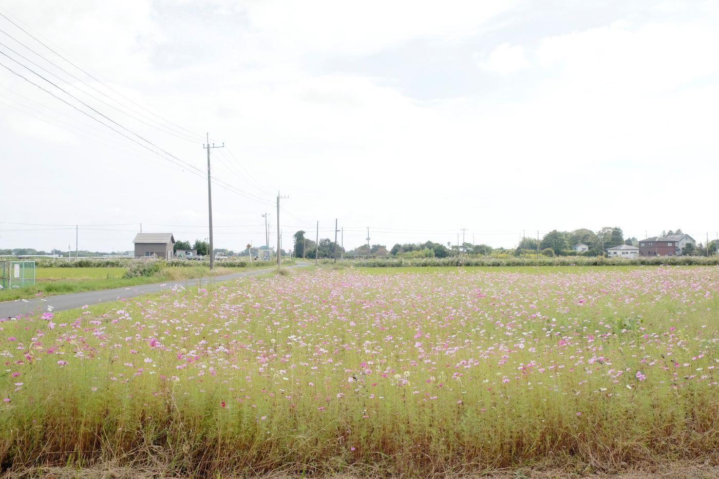 千葉県長生郡長生村本郷の売買物件/広いコスモス畑。この辺りでよく見かける秋の田舎らしい風景