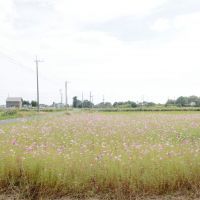 千葉県長生郡長生村本郷の売買物件/広いコスモス畑。この辺りでよく見かける秋の田舎らしい風景