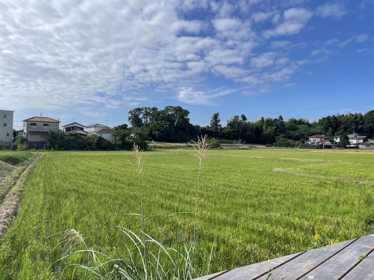 千葉県大網白里市大竹の売買物件/ウッドデッキからの、インフィニティ田んぼ