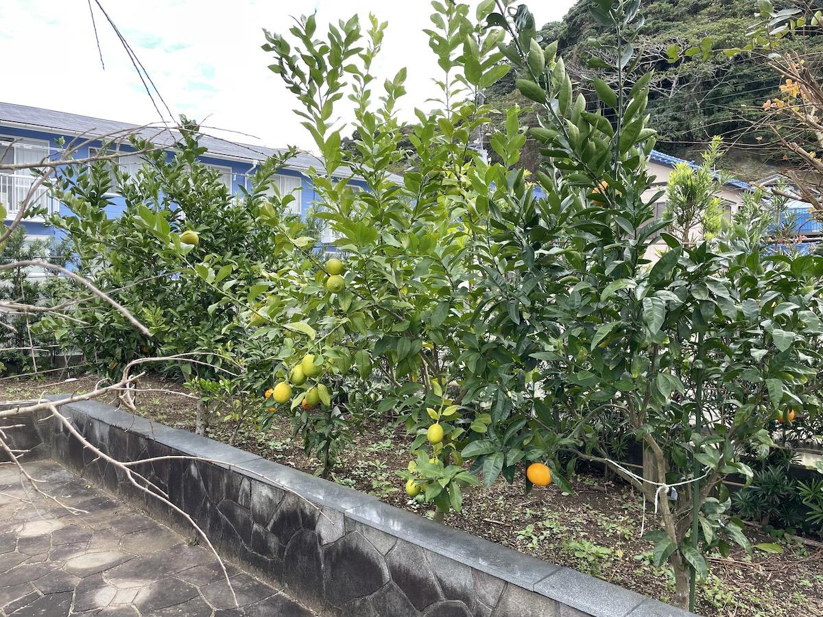 千葉県勝浦市浜勝浦の売買物件/庭には数種類の果樹も植えられている