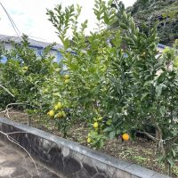 千葉県勝浦市浜勝浦の売買物件/庭には数種類の果樹も植えられている
