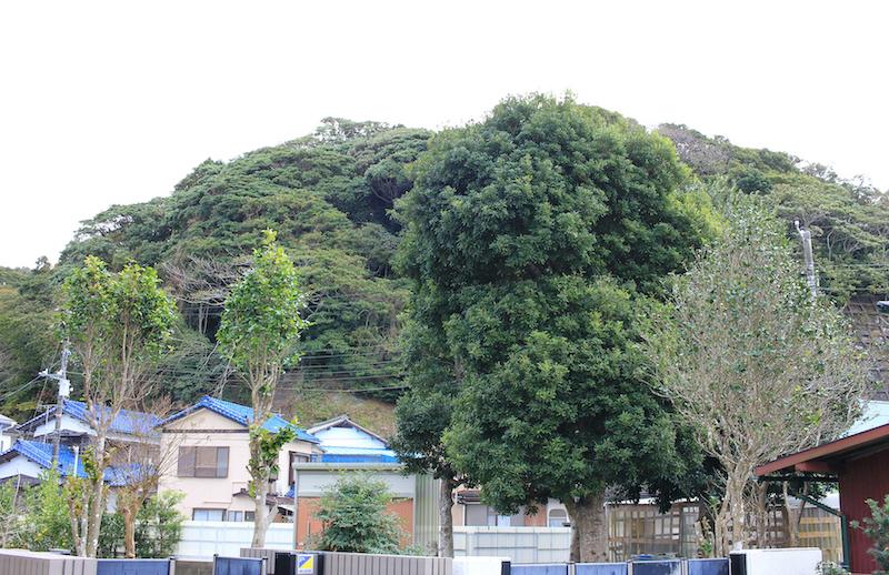 千葉県勝浦市浜勝浦の売買物件/庭越しに奥にある山を望む