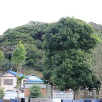 千葉県勝浦市浜勝浦の売買物件/庭越しに奥にある山を望む