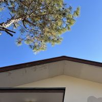 千葉県茂原市弓渡の賃貸物件/玄関門の松が大きく空へ延びる。リーゼントみたいな門松よりこの家に合います。松ぼっくりもたくさん！