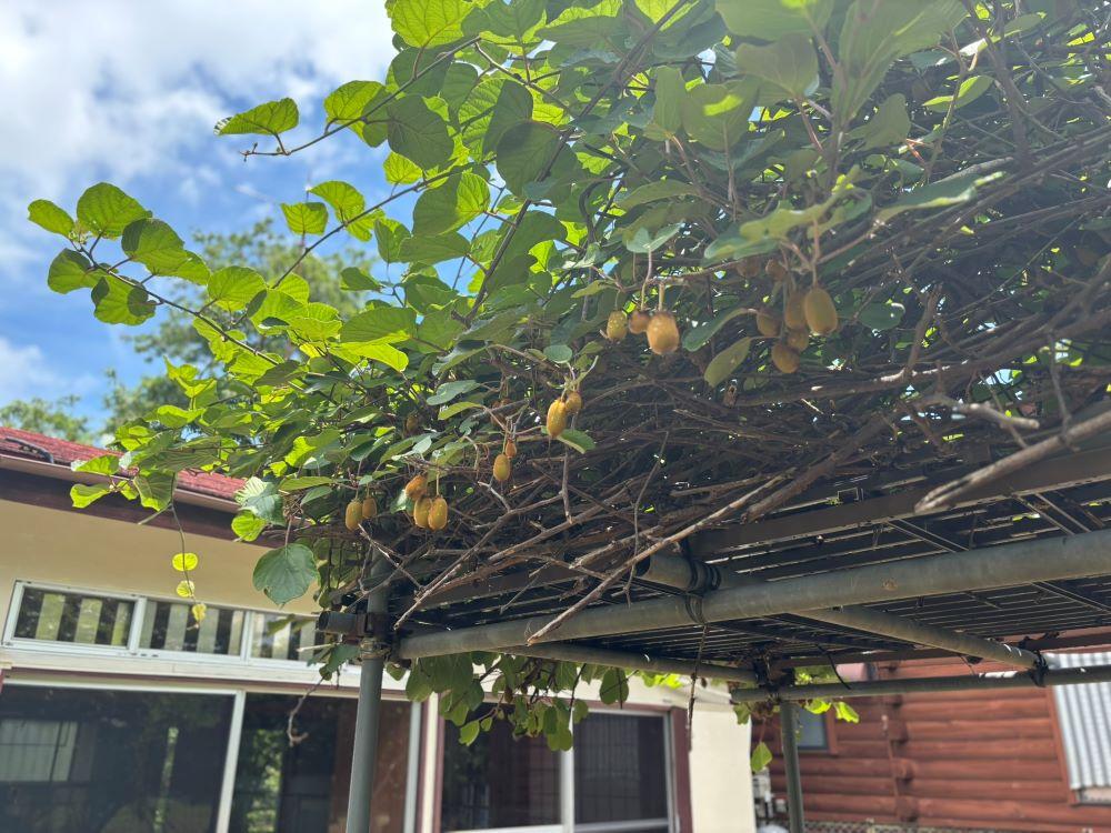 千葉県茂原市弓渡の賃貸物件/再訪した6月下旬、キウイが実っていました