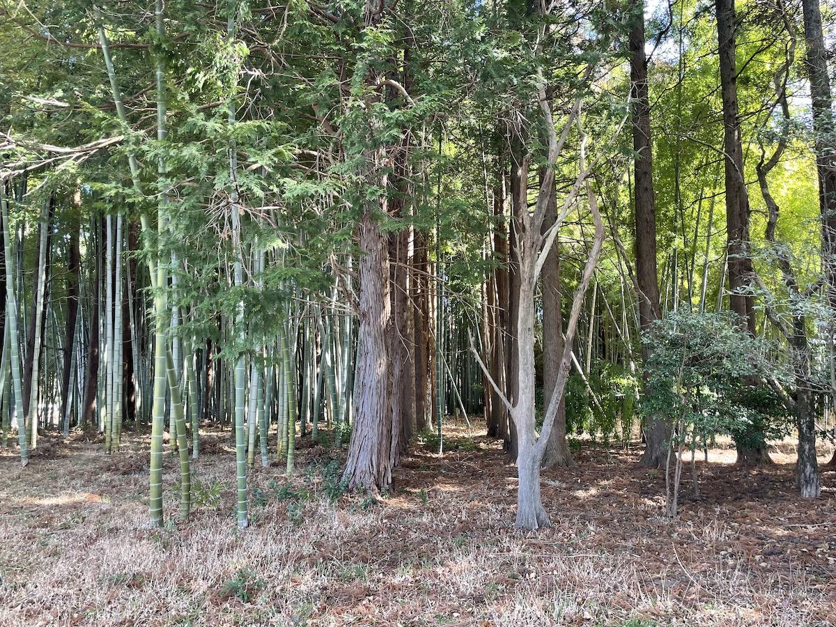 千葉県夷隅郡大多喜町三又の売買物件/敷地内の竹林。ここは大多喜、という事は&hellip;