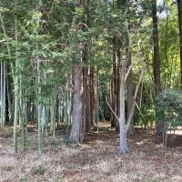 千葉県夷隅郡大多喜町三又の売買物件/敷地内の竹林。ここは大多喜、という事は&hellip;