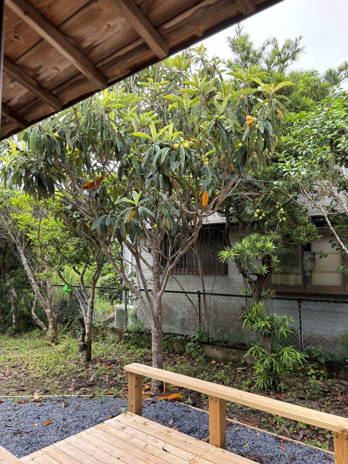 大網白里市四天木乙の売買物件/庭のびわの木