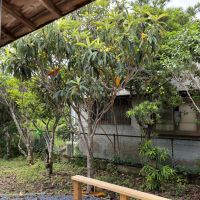 大網白里市四天木乙の売買物件/庭のびわの木