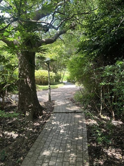 千葉県いすみ市大原台の売買物件/この木漏れ日、最高です。