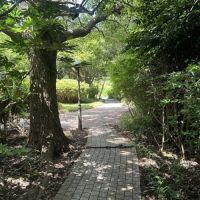 千葉県いすみ市大原台の売買物件/この木漏れ日、最高です。