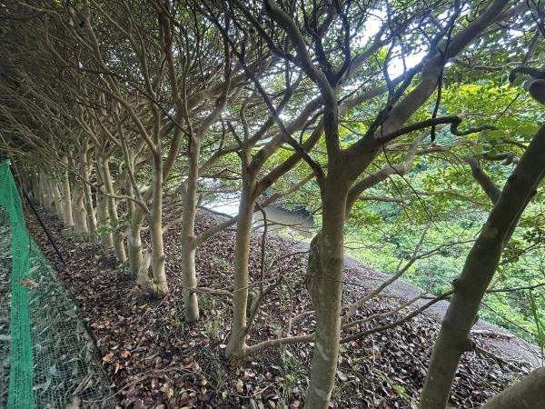 千葉県いすみ市大原台の売買物件/敷地の隣は湖のような堰です。照葉樹の椿が植えられています。