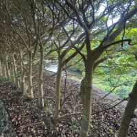 千葉県いすみ市大原台の売買物件/敷地の隣は湖のような堰です。照葉樹の椿が植えられています。