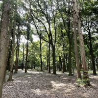 千葉県我孫子市白山の賃貸物件/大小様々な公園のひとつ、五本松公園。ここではBBQも楽しめます