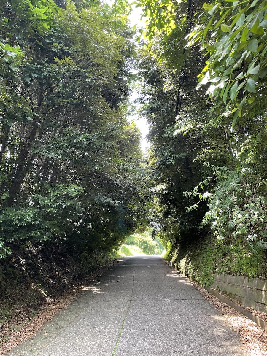 千葉県いすみ市岬町椎木の売買物件/物件へと向かう道中はこんな木々のトンネルを通ります