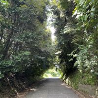 千葉県いすみ市岬町椎木の売買物件/物件へと向かう道中はこんな木々のトンネルを通ります