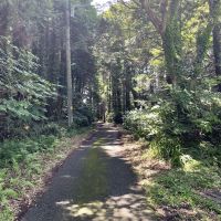 千葉県いすみ市岬町椎木の売買物件/物件前面道路(南西側)の様子