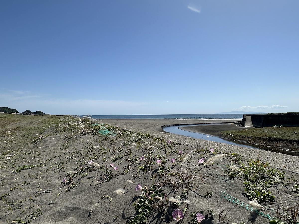 千葉県館山市佐野の売買物件/海へと続く道にはハマヒルガオが咲いています