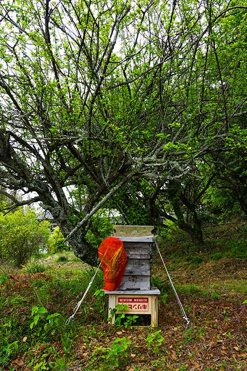 糸島市志摩井田原の売買物件/庭で見つけた蜜蜂の巣箱。多くの蜜蜂が元気に出たり入ったりしていました。