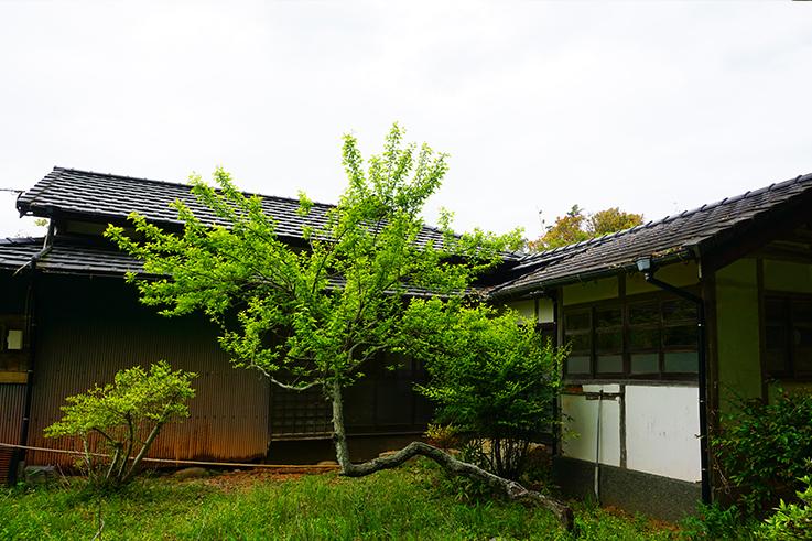 糸島市志摩井田原の売買物件/右に見えているのは使われていないお手洗い場。正面の木は多分梅だったと思います。