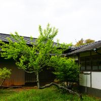 糸島市志摩井田原の売買物件/右に見えているのは使われていないお手洗い場。正面の木は多分梅だったと思います。