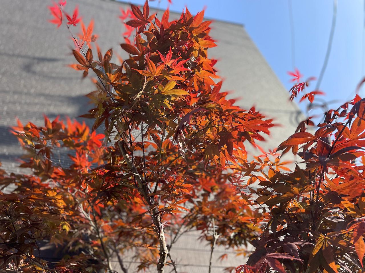 福岡市博多区堅粕の賃貸物件/敷地内には、春紅葉。