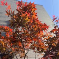 福岡市博多区堅粕の賃貸物件/敷地内には、春紅葉。