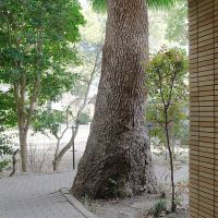春日市春日原北町の売買物件/エントランス前にも大きなクスノキ。まさにシンボルツリー。