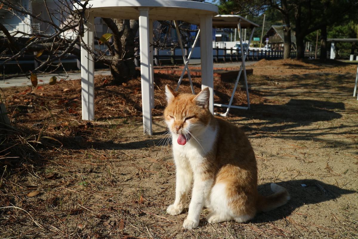 福岡県宗像市大島宇神崎の売買物件/可愛い猫ちゃんもいました。