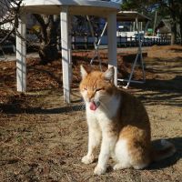 福岡県宗像市大島宇神崎の売買物件/可愛い猫ちゃんもいました。