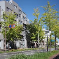 福岡市早良区百道浜の売買物件/マンション正面は世界の建築家通り。周囲は道路も整備がされ、木々の緑がうつくしい街並みです。
