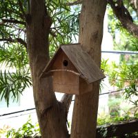 福岡市中央区桜坂の賃貸物件/お庭の木には可愛らしい鳥小屋が。